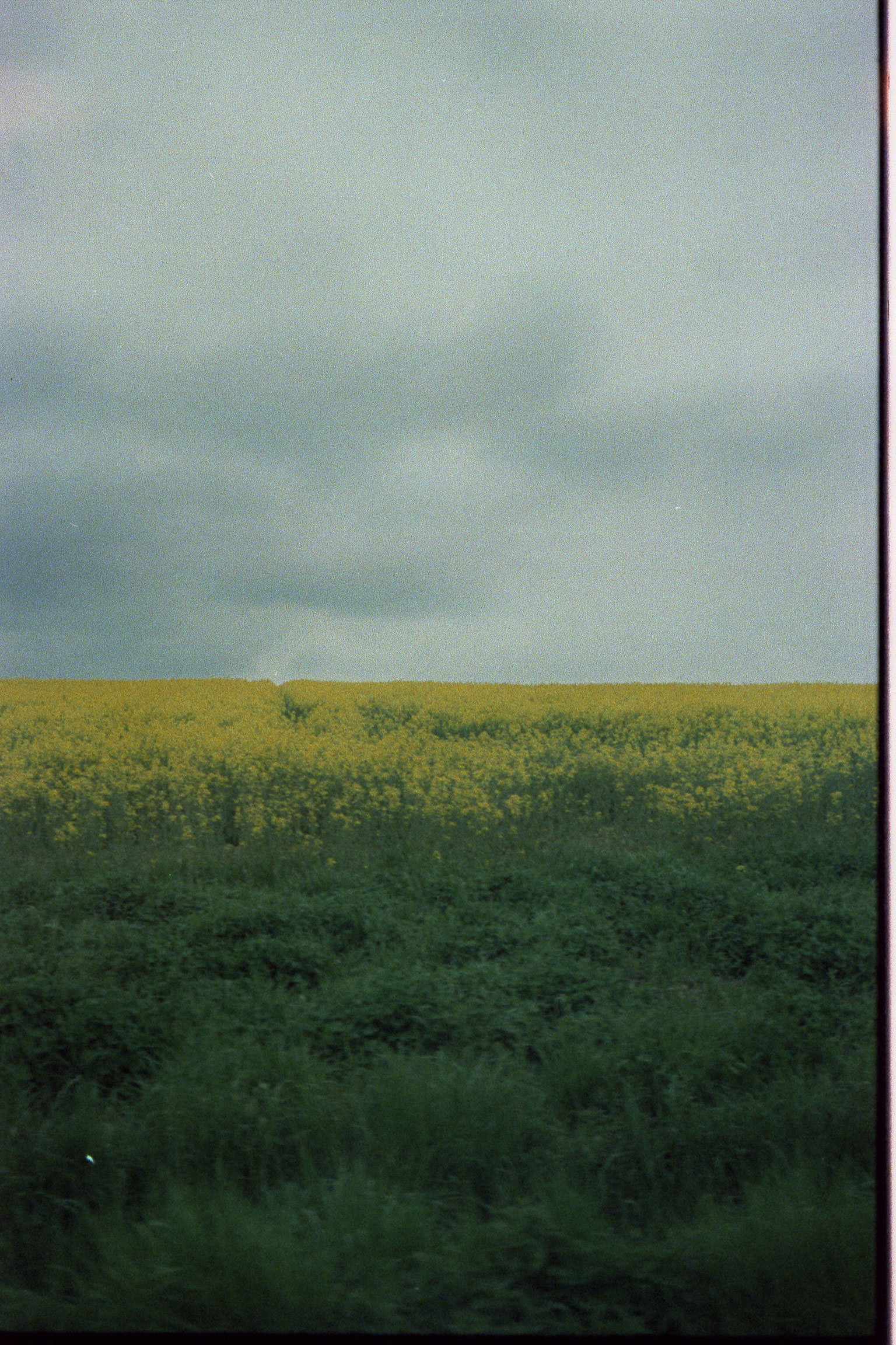 Ein Rapsfeld auf Film.